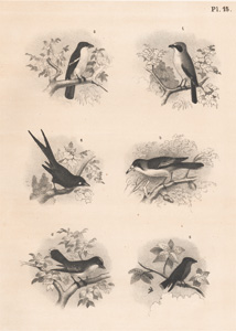 The Sentinel Butcher Bird, The Flute Shrike, The Magpie Shrike, The King Crow, The Wood Swallow Shrike, The King Bird
